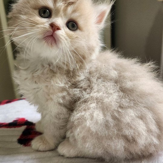 chaton Selkirk Straight Longhair lilac golden Chatterie Ochatmouton
