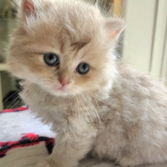 chaton Selkirk Straight Longhair lilac golden Chatterie Ochatmouton