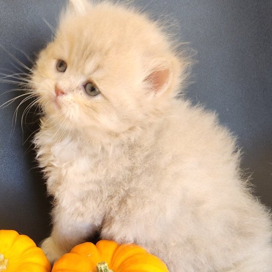 chaton Selkirk Straight Longhair lilac golden Chatterie Ochatmouton