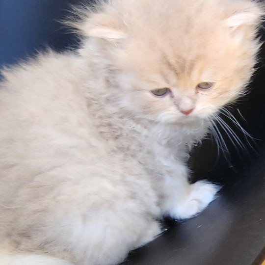 chaton Selkirk Straight Longhair lilac golden Chatterie Ochatmouton
