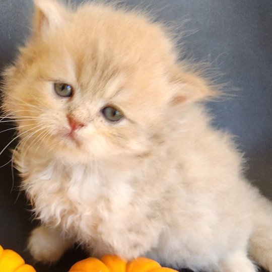 chaton Selkirk Straight Longhair lilac golden Chatterie Ochatmouton