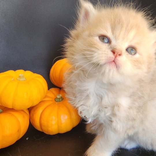 chaton Selkirk Straight Longhair lilac golden Chatterie Ochatmouton