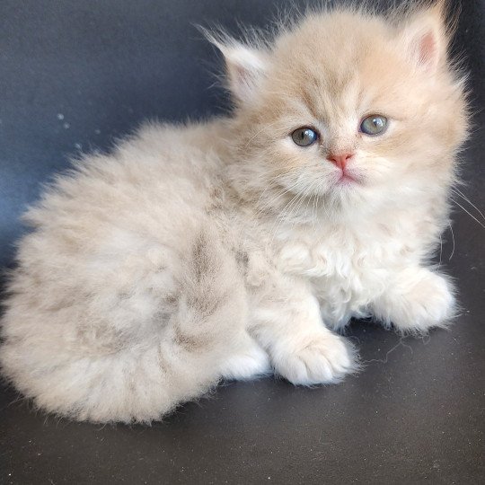 chaton Selkirk Straight Longhair lilac golden Chatterie Ochatmouton