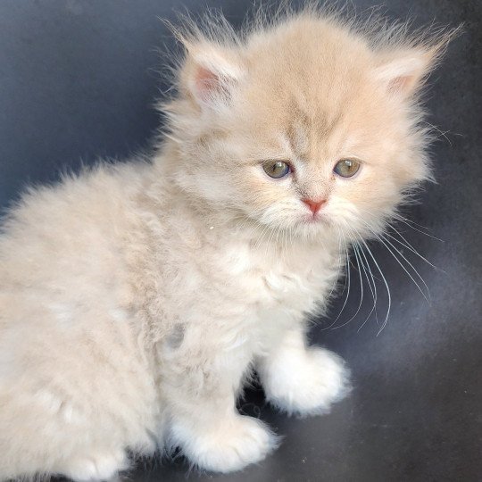 chaton Selkirk Straight Longhair lilac golden Chatterie Ochatmouton