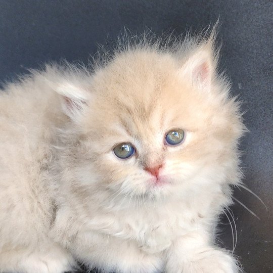 chaton Selkirk Straight Longhair lilac golden Chatterie Ochatmouton