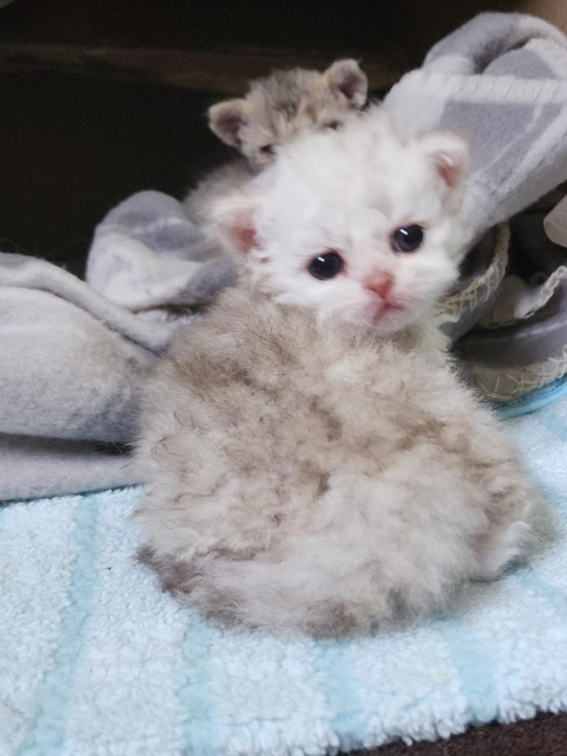 1er chaton (Portée TOFFI FAY ❤ CHAZAM 2026) - Femelle chocolate silver shaded Femelle Selkirk Rex Longhair