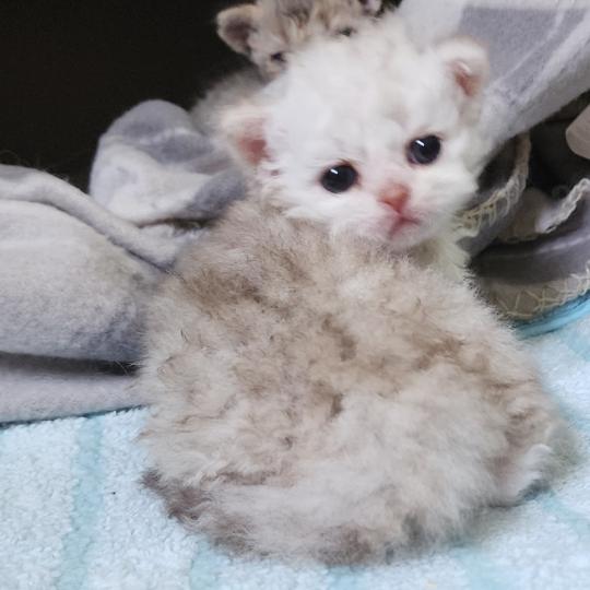 chaton Selkirk Rex Longhair chocolate silver shaded Chatterie Ochatmouton