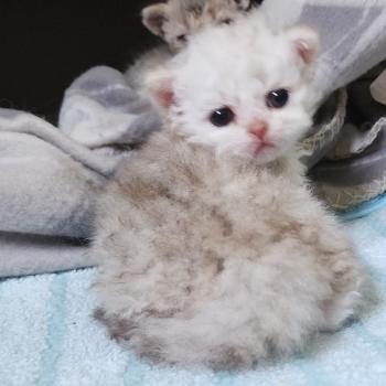 chaton Selkirk Rex Longhair chocolate silver shaded Chatterie Ochatmouton