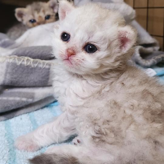chaton Selkirk Rex Longhair chocolate silver shaded Chatterie Ochatmouton