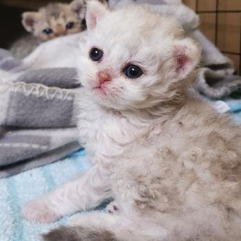 chaton Selkirk Rex Longhair chocolate silver shaded Chatterie Ochatmouton