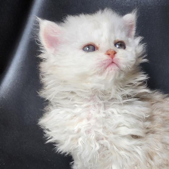 chaton Selkirk Rex Longhair chocolate silver shaded Chatterie Ochatmouton
