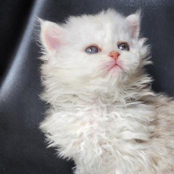 chaton Selkirk Rex Longhair chocolate silver shaded Chatterie Ochatmouton