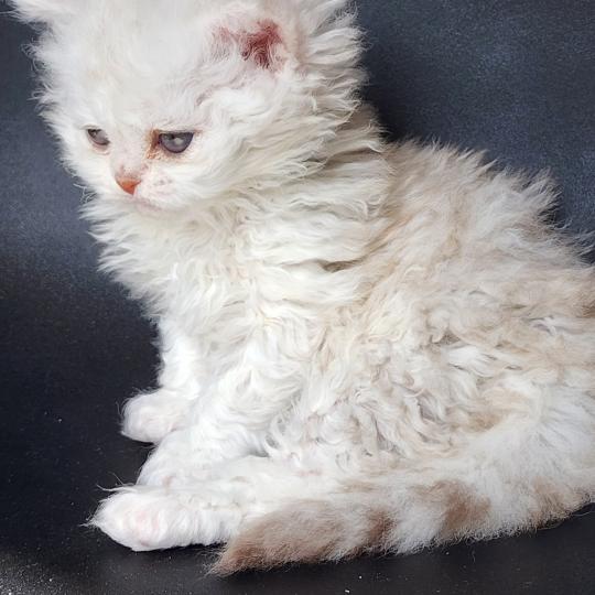 chaton Selkirk Rex Longhair chocolate silver shaded Chatterie Ochatmouton
