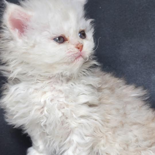 chaton Selkirk Rex Longhair chocolate silver shaded Chatterie Ochatmouton