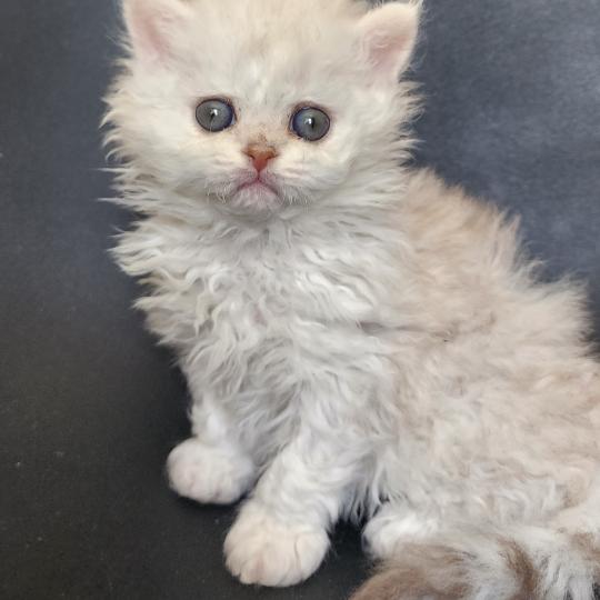 chaton Selkirk Rex Longhair chocolate silver shaded Chatterie Ochatmouton