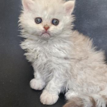 chaton Selkirk Rex Longhair chocolate silver shaded Chatterie Ochatmouton