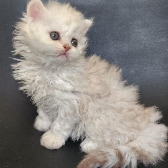 chaton Selkirk Rex Longhair chocolate silver shaded Chatterie Ochatmouton