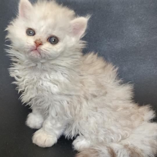 chaton Selkirk Rex Longhair chocolate silver shaded Chatterie Ochatmouton