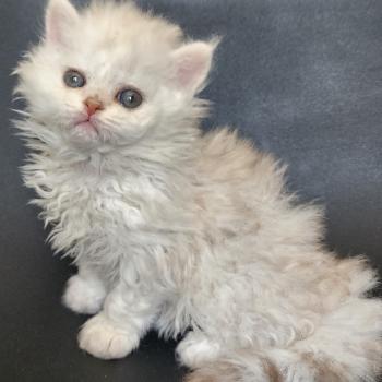 chaton Selkirk Rex Longhair chocolate silver shaded Chatterie Ochatmouton