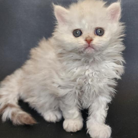 chaton Selkirk Rex Longhair chocolate silver shaded Chatterie Ochatmouton