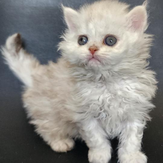 chaton Selkirk Rex Longhair chocolate silver shaded Chatterie Ochatmouton