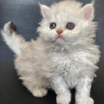 chaton Selkirk Rex Longhair chocolate silver shaded Chatterie Ochatmouton