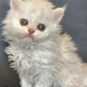 chaton Selkirk Rex Longhair chocolate silver shaded Chatterie Ochatmouton