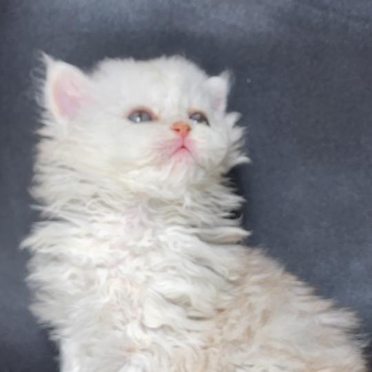 chaton Selkirk Rex Longhair chocolate silver shaded Chatterie Ochatmouton
