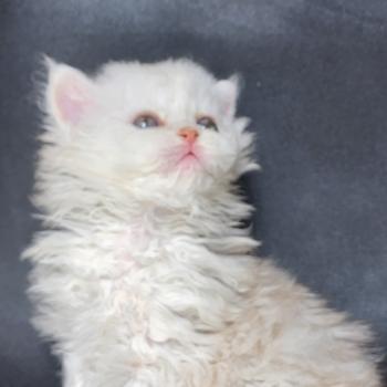 chaton Selkirk Rex Longhair chocolate silver shaded Chatterie Ochatmouton