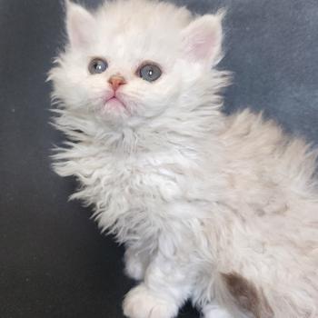chaton Selkirk Rex Longhair chocolate silver shaded Chatterie Ochatmouton
