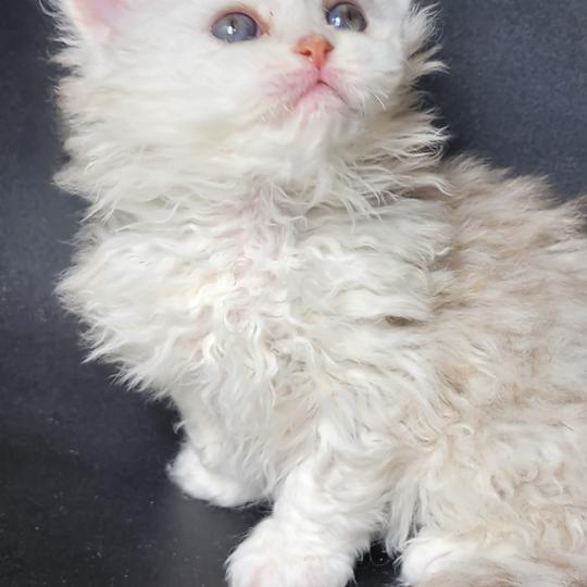 chaton Selkirk Rex Longhair chocolate silver shaded Chatterie Ochatmouton