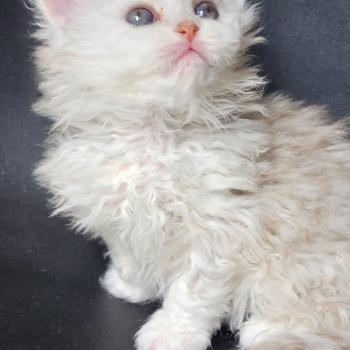 chaton Selkirk Rex Longhair chocolate silver shaded Chatterie Ochatmouton