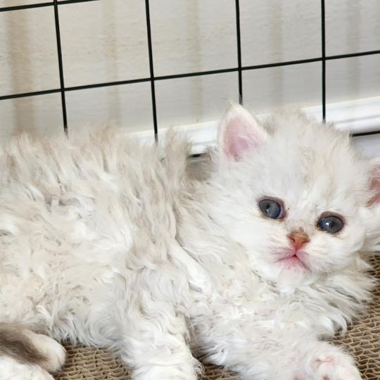chaton Selkirk Rex Longhair chocolate silver shaded Chatterie Ochatmouton