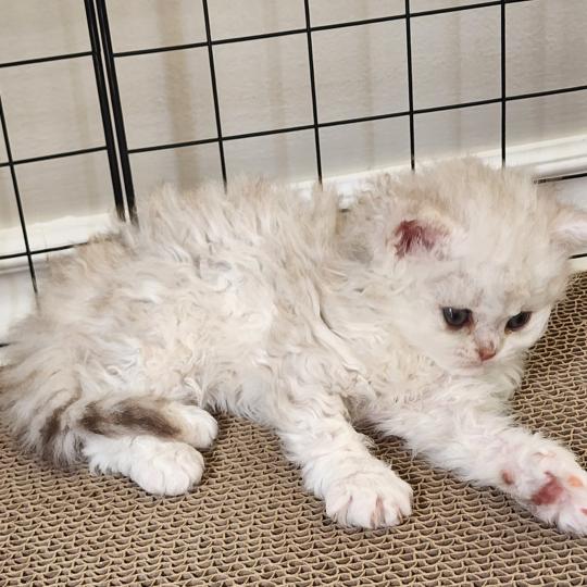 chaton Selkirk Rex Longhair chocolate silver shaded Chatterie Ochatmouton