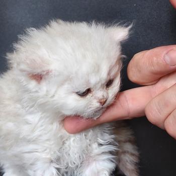 chaton Selkirk Rex Longhair chocolate silver shaded Chatterie Ochatmouton