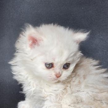 chaton Selkirk Rex Longhair chocolate silver shaded Chatterie Ochatmouton