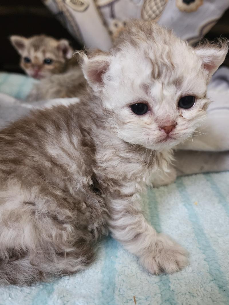 2e chaton (Portée TOFFI FAY ❤ CHAZAM 2026) - Femelle chocolate silver spotted tabby Femelle Selkirk Rex Longhair