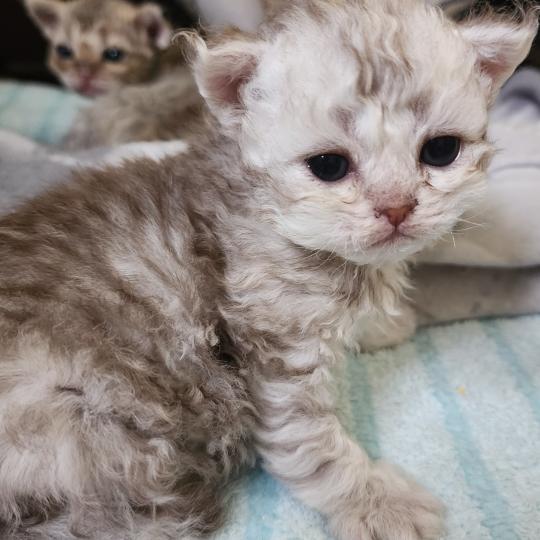 chaton Selkirk Rex Longhair chocolate silver spotted tabby Chatterie Ochatmouton