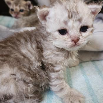 chaton Selkirk Rex Longhair chocolate silver spotted tabby Chatterie Ochatmouton