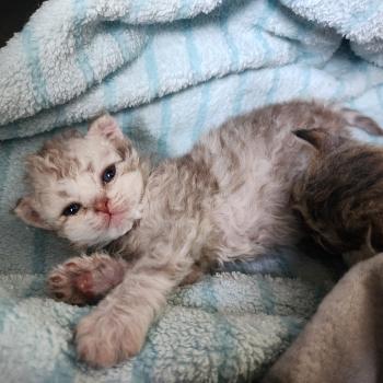 chaton Selkirk Rex Longhair chocolate silver spotted tabby Chatterie Ochatmouton