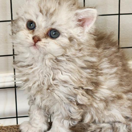 chaton Selkirk Rex Longhair chocolate silver spotted tabby Chatterie Ochatmouton