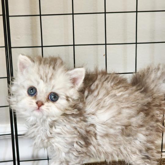 chaton Selkirk Rex Longhair chocolate silver spotted tabby Chatterie Ochatmouton