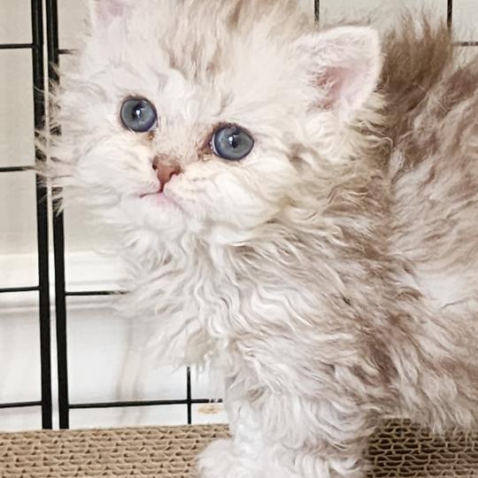 chaton Selkirk Rex Longhair chocolate silver spotted tabby Chatterie Ochatmouton