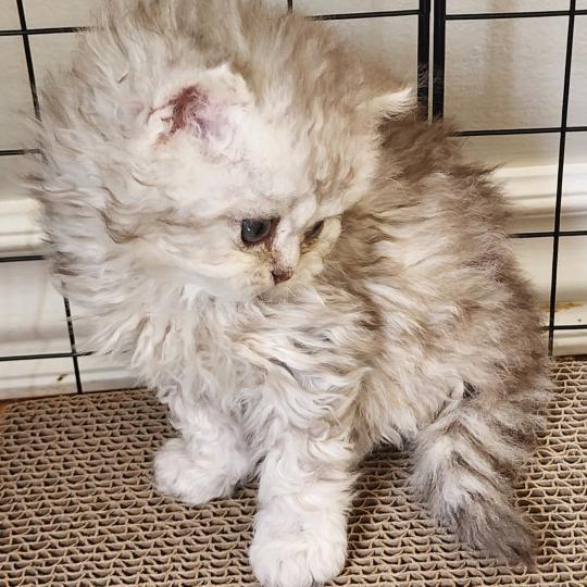chaton Selkirk Rex Longhair chocolate silver spotted tabby Chatterie Ochatmouton