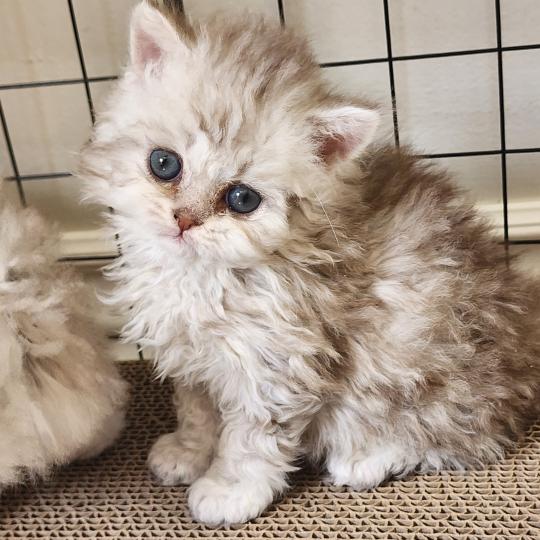 chaton Selkirk Rex Longhair chocolate silver spotted tabby Chatterie Ochatmouton