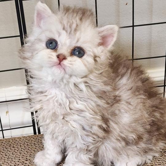 chaton Selkirk Rex Longhair chocolate silver spotted tabby Chatterie Ochatmouton