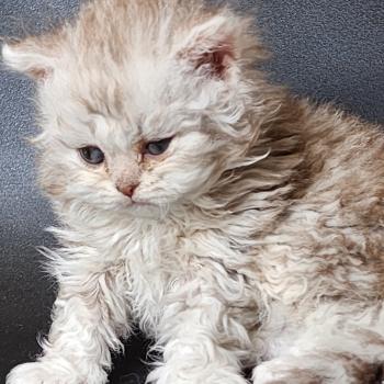 chaton Selkirk Rex Longhair chocolate silver spotted tabby Chatterie Ochatmouton