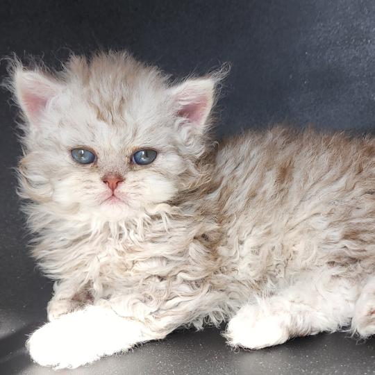 chaton Selkirk Rex Longhair chocolate silver spotted tabby Chatterie Ochatmouton
