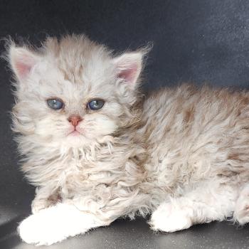 chaton Selkirk Rex Longhair chocolate silver spotted tabby Chatterie Ochatmouton