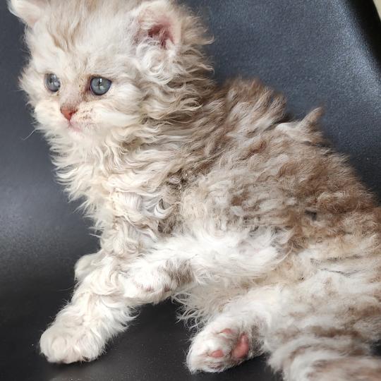chaton Selkirk Rex Longhair chocolate silver spotted tabby Chatterie Ochatmouton